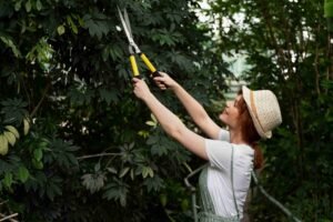 Ornamental Pruning in Cook County, IL